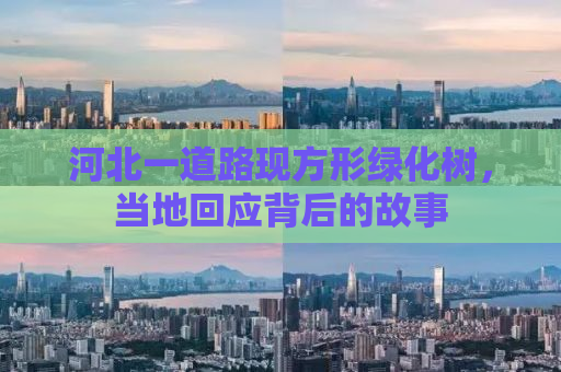 河北一道路现方形绿化树，当地回应背后的故事