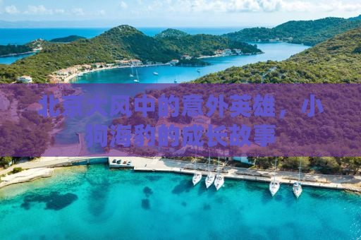 北京大风中的意外英雄，小狗海豹的成长故事