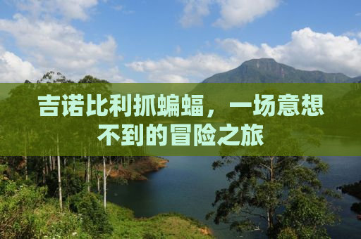 吉诺比利抓蝙蝠，一场意想不到的冒险之旅